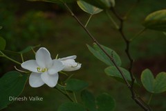 Bauhinia acuminata